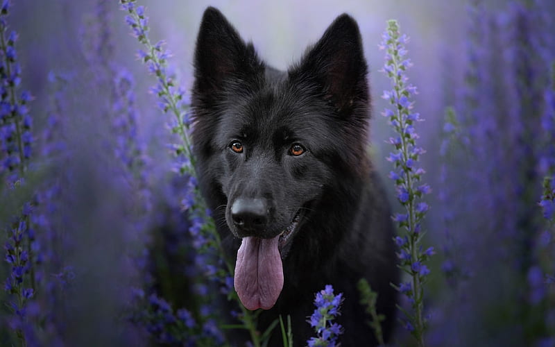 Black German Shepherd, bokeh, violet flowers, cute animals, German Shepherd, black puppy, dogs, black dog, German Shepherd Dog, HD wallpaper