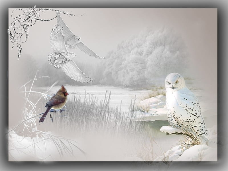 WHITE OWL, bird, snow, white, owls, winter, HD wallpaper