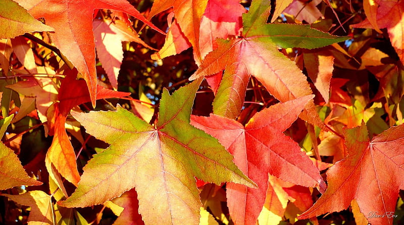 The Beginning, fall, , autumn, leaves, washington, foliage, HD wallpaper