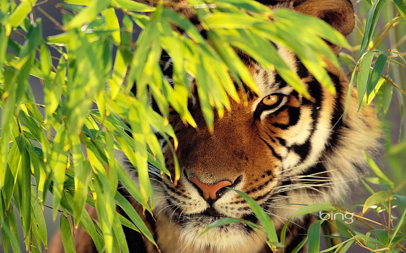 To protect endangered species of Bengal tiger, HD wallpaper