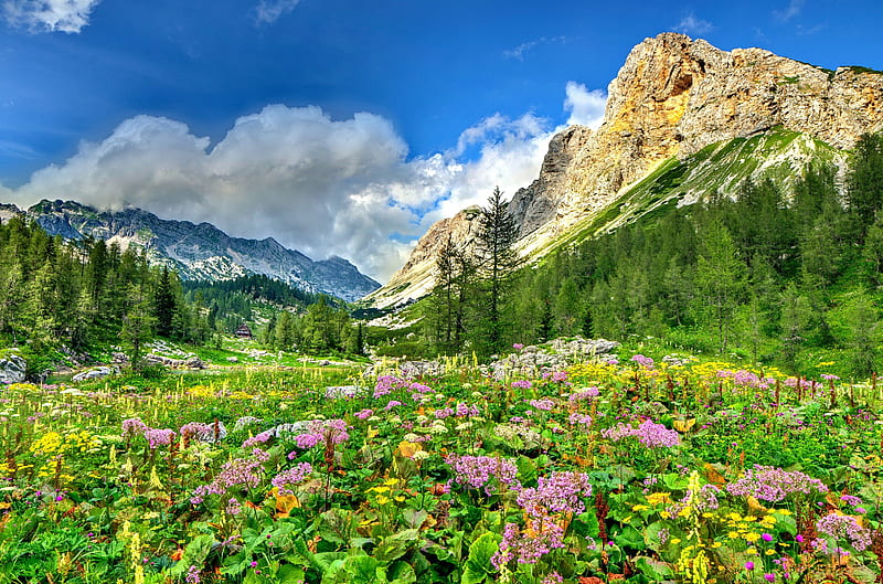 MEADOW from the MOUNTAINS, forest, wild flowers, enchanting nature, spring, sky, clouds, lupine, splendor, medow, flowers, nature, landscape, HD wallpaper