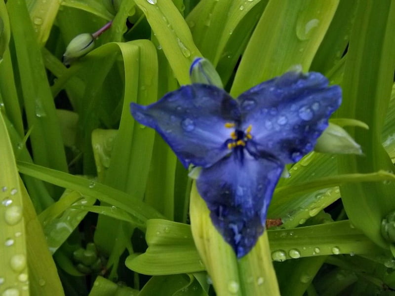 so very tiny, flowers, stems, petals, blooms, blue, HD wallpaper