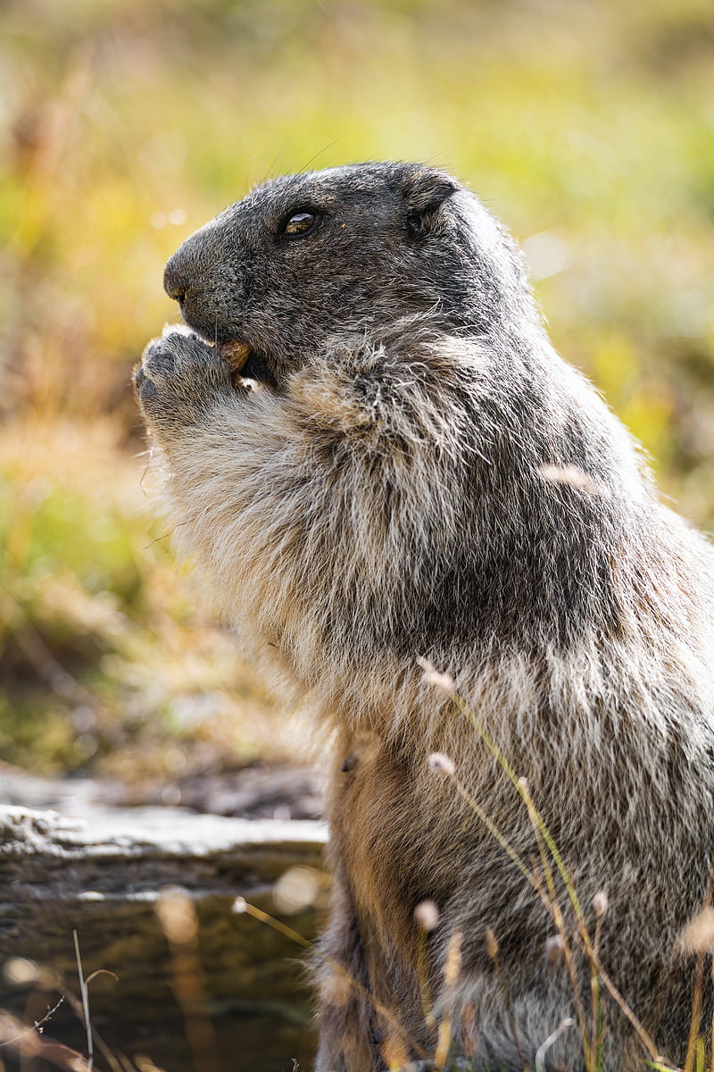marmot, animal, wildlife, funny, cute, HD phone wallpaper