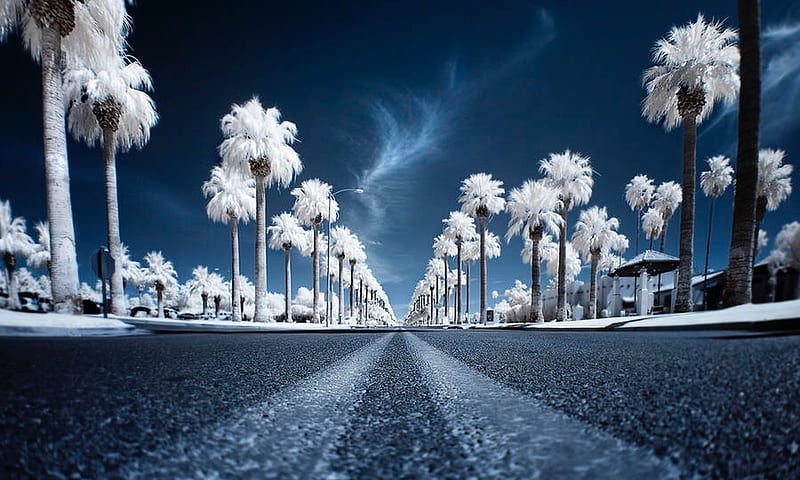 Snow Kissed Palm Trees, blue and white, nature, snow, Palm trees, road, trees, HD wallpaper