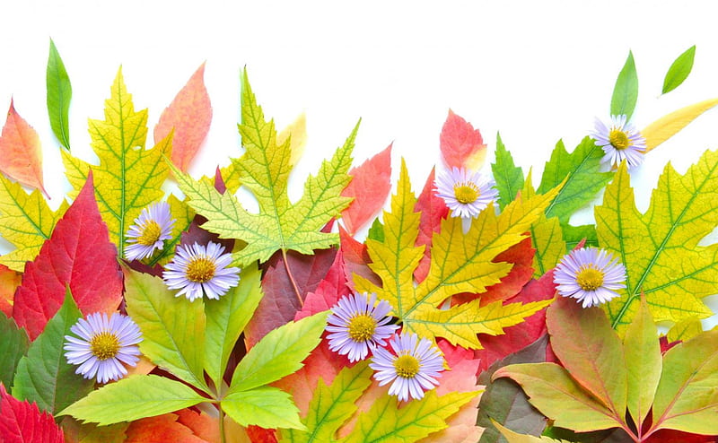 Hojas y flores, margaritas, otoño, hojas, flores, colores, naturaleza,  Fondo de pantalla HD | Peakpx