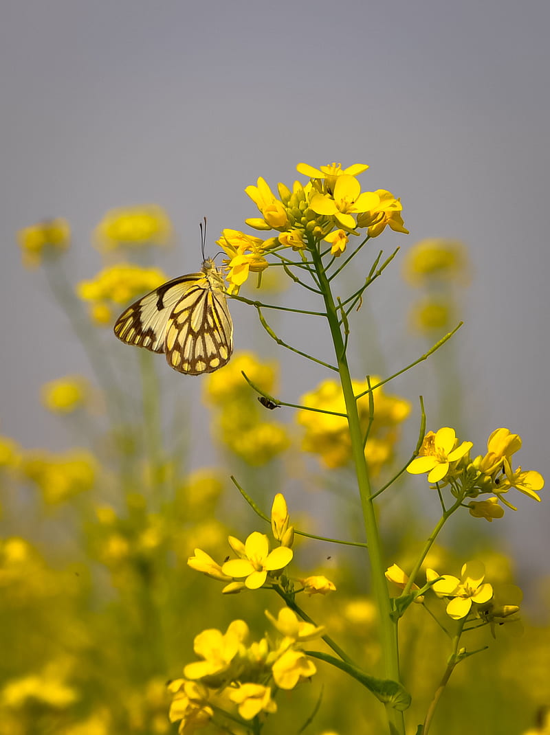 Mustard Butterfly, flowers, yellow, fly, insect, field mustard, brassica rapa, HD phone wallpaper