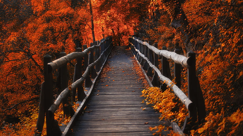 Brown Wooden Dock Between Orange Autumn Trees During Evening Time Nature, HD wallpaper