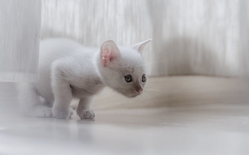 pets, predator, white kitten, HD wallpaper