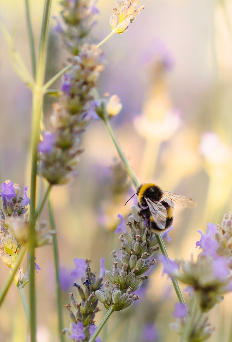 bumblebee, flower, macro, insect, HD phone wallpaper