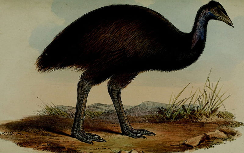 Black Emu, black, emu, brown, bird, HD wallpaper