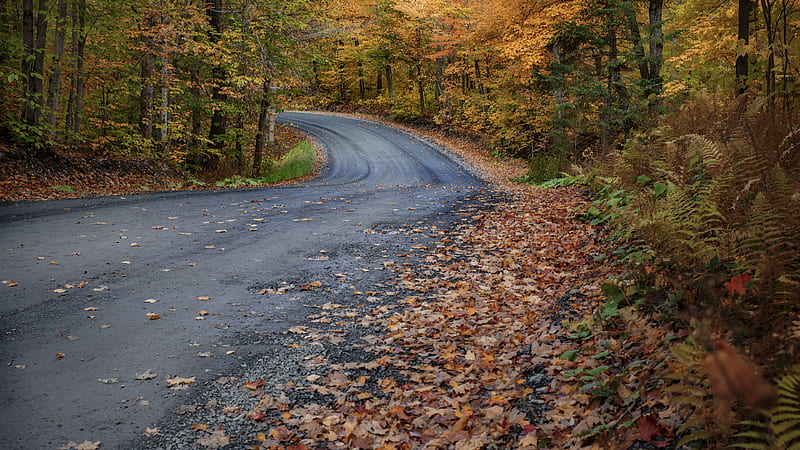 Road In Forest Between Trees With Leaves Falling Nature, HD wallpaper
