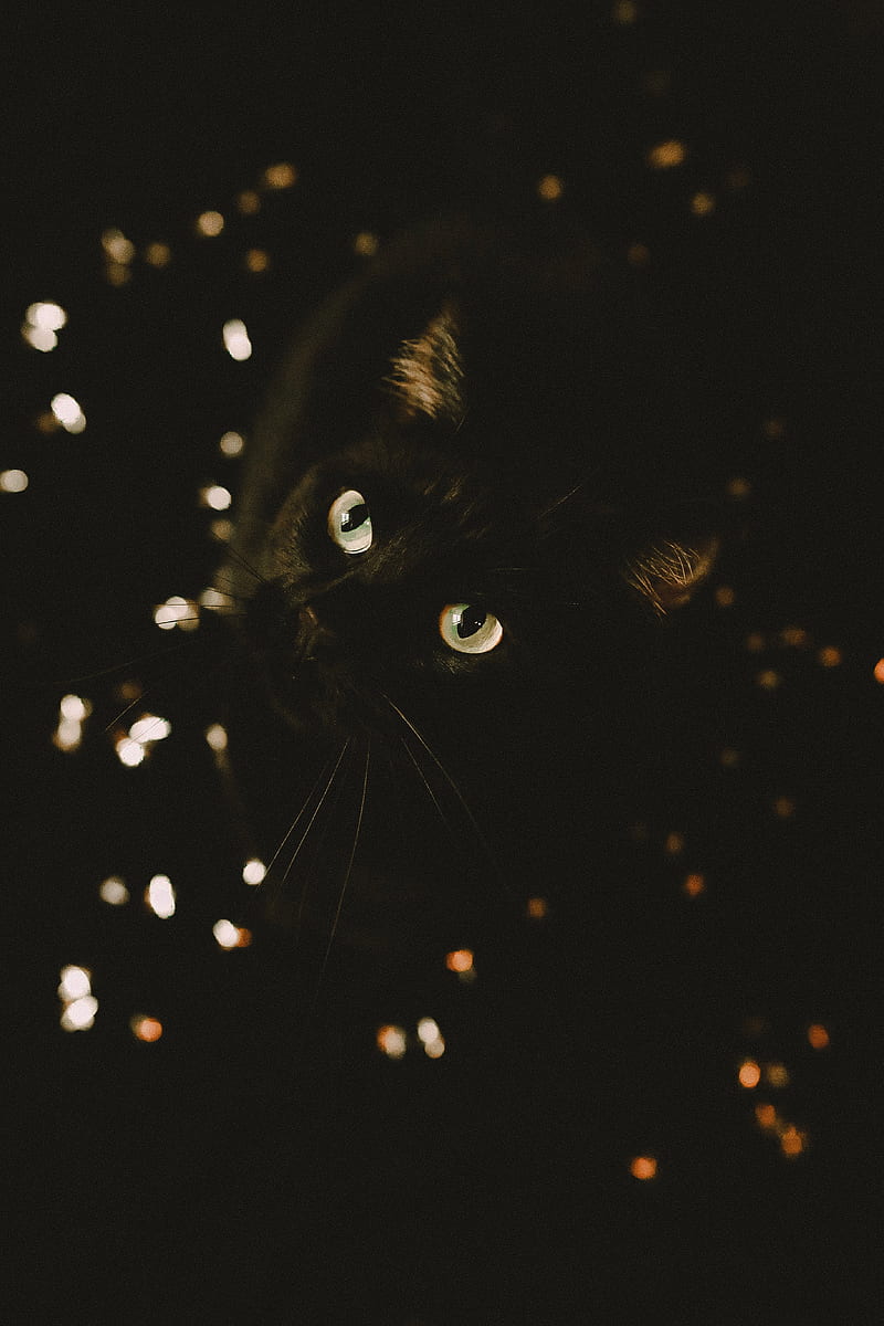 cat, black, glance, pet, animal, HD phone wallpaper