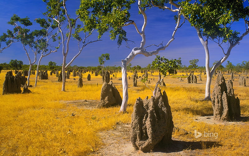 Termite mounds and snappy gums in savannah grassland Gulf Country Queensland Australia, gums, Mounds, snappy, Termite, HD wallpaper