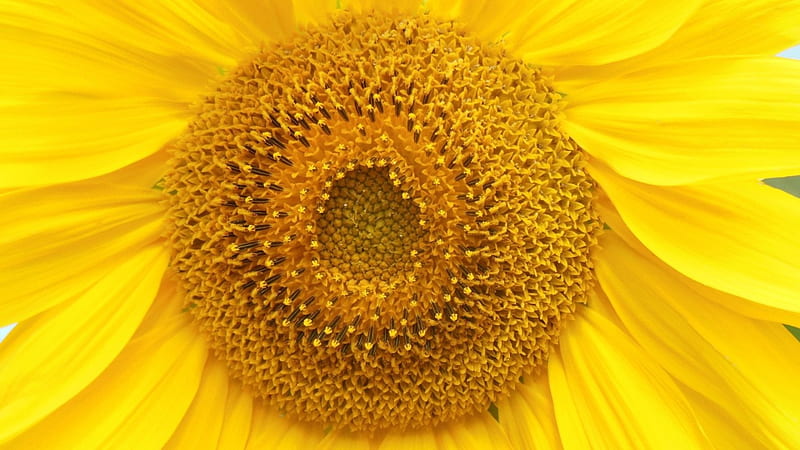 September Sunflower, Yellow, Closeup, Sunflower, Petals, Flower, HD wallpaper