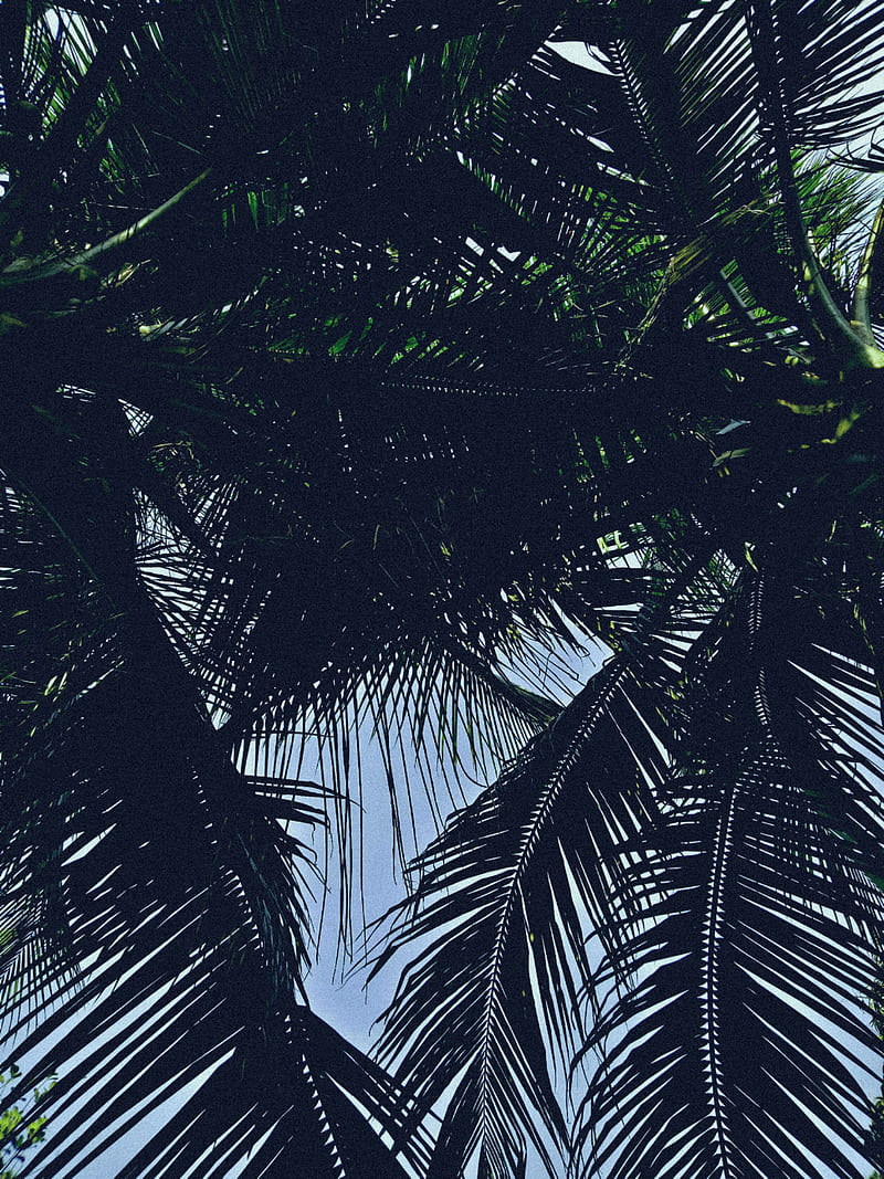 Coconut Leaf, coconut, tree, white, HD mobile wallpaper | Peakpx