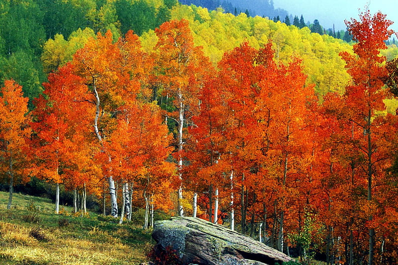Fall Aspens, Owl Creek Pass, Colorado, autumn, mountains, colors, trees, street, landscape, HD wallpaper