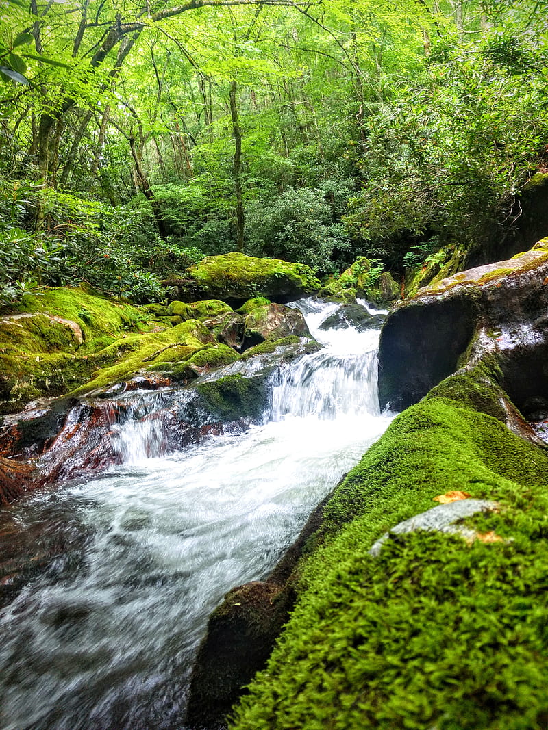 Moonshine dream, mountain, north carolina, pisgah forest, stream ...