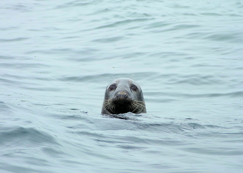 Adult Grey Seal in the North Sea, Grey Seal, cute, Northumberland, whiskers, North Sea, Farne Islands, face, HD wallpaper