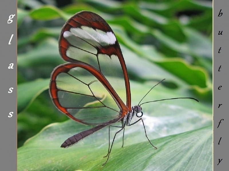 Glass-wing butterfly, pretty, habitats, amazon, bonito, butterflies, ecosystems, glass-wing, rainforest, nature, animals, HD wallpaper