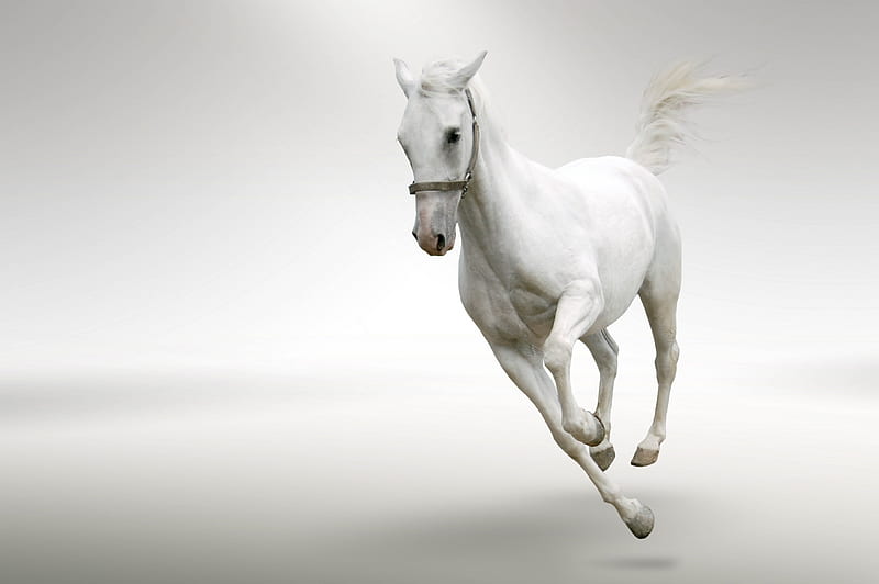 white horse, draft, mustangs, power, horse, wild horses nature, animals, HD wallpaper