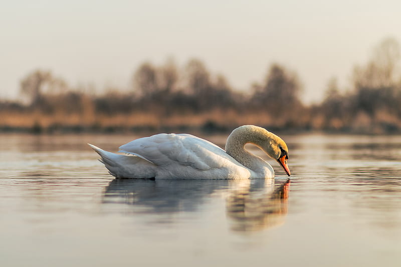 Birds, Mute swan, Bird, Mute Swan, Pond, Reflection, Swan, HD wallpaper