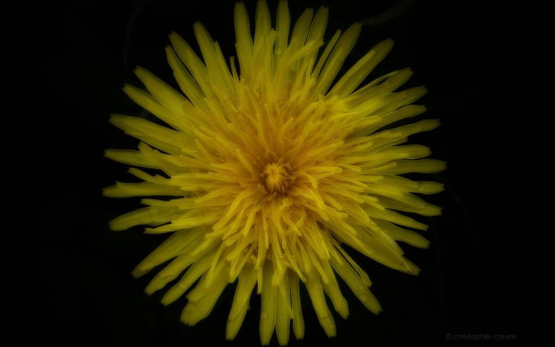 Lion's Teeth, flower, yellow, dandelion, HD wallpaper | Peakpx