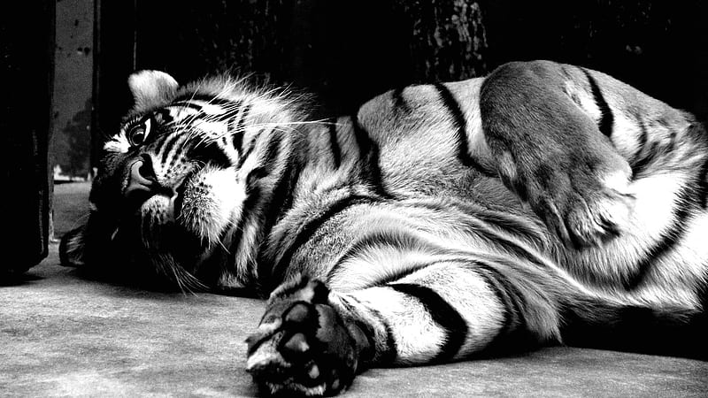 living the life, cunning, special, stripes, black and white, playful, bonito, tiger, cat, sweet, predator, graphy, big, jungle, beauty, hop, HD wallpaper