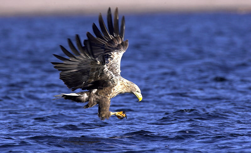 Grown Up Sea Eagle, eagles, eagle, bird, fishing, HD wallpaper