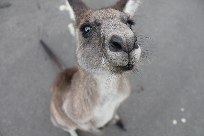 gray kangaroo, HD wallpaper