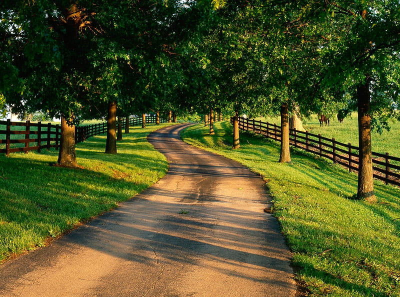 Tree Lined Drive on Horse Farm Kentucky, kentucky, Tree Lined Drive on Horse Farm, kentucky road, horse drawn carriage, HD wallpaper
