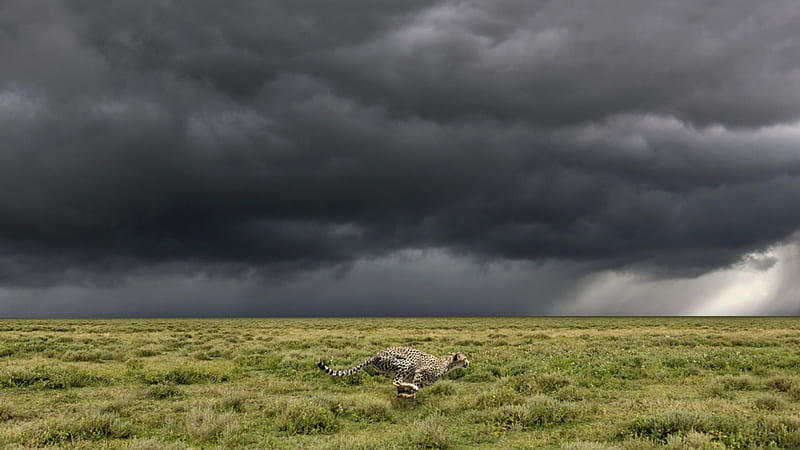 amazing cheetah running in the serengeti, cheetah, savannah, running, clouds, storm, HD wallpaper