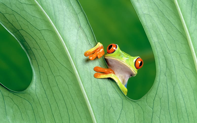 Frogs, Leaf, Animal, Amphibian, Tree Frog, Red Eyed Tree Frog, HD wallpaper