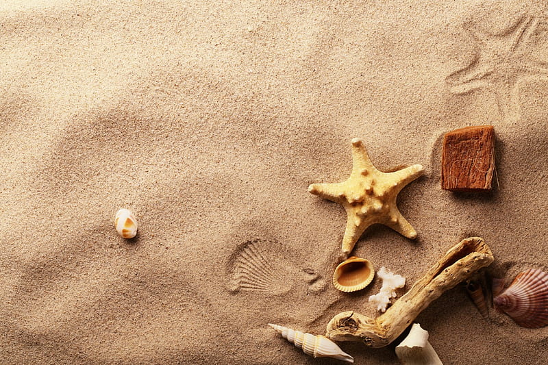 4k Free Download Seashells Beach Sand Shells Starfish Hd