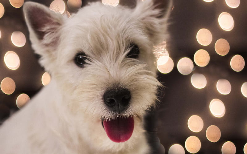 West Highland White Terrier Dog, puppy, white dog, cute animals, pets, dogs, West Highland White Terrier, HD wallpaper