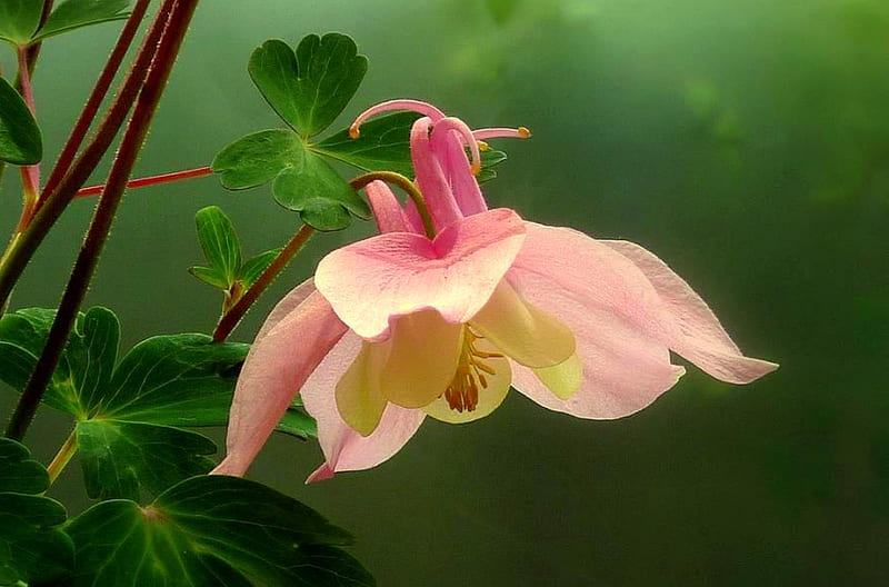 Solitary Beauty, columbine, pink flower, pink columbine, leaves, green, HD wallpaper