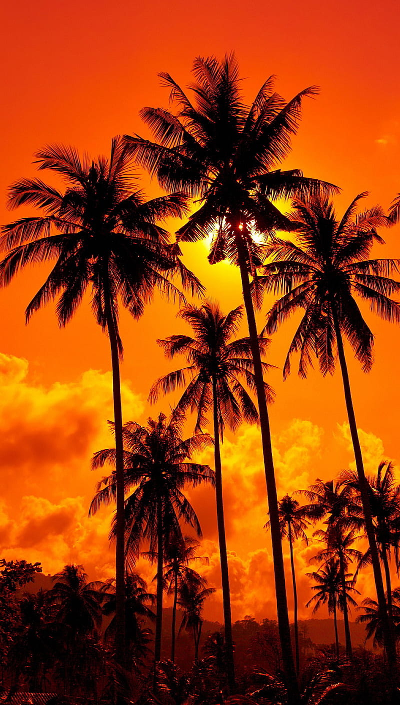 Palm Trees, orange, sunset, HD phone wallpaper