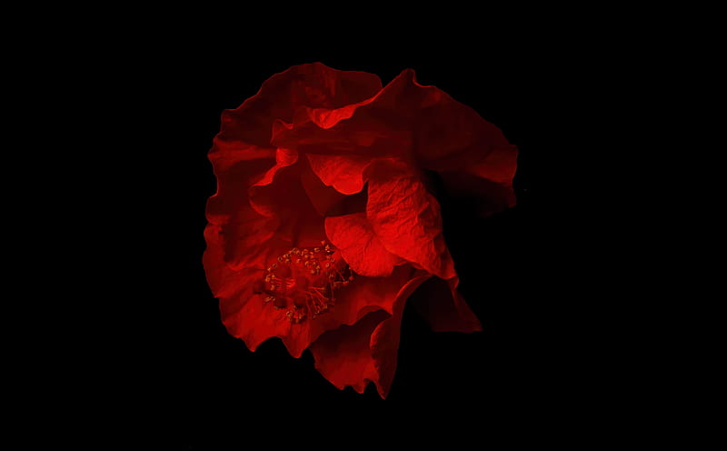 Beautiful Red Hibiscus Flower, Black Background Ultra, Aero, Black, dark, Flower, bonito, hibiscus, HD wallpaper