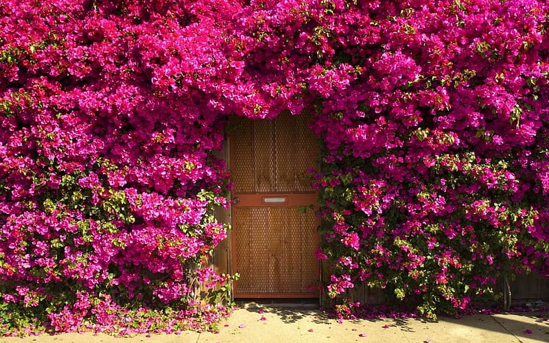 Blooming Door Cover, blossoms, flower, bougainvillea, pink, HD wallpaper