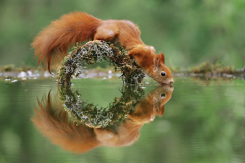 Squirrel, red, veverita, orange, watern, animal, cute, julian rad, green, summer, reflection, HD wallpaper