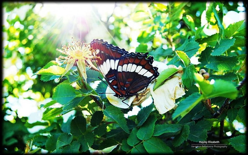 Sunbathed, sun, spring, abstract, graphy, butterfly, nature, light, animals, insects, HD wallpaper