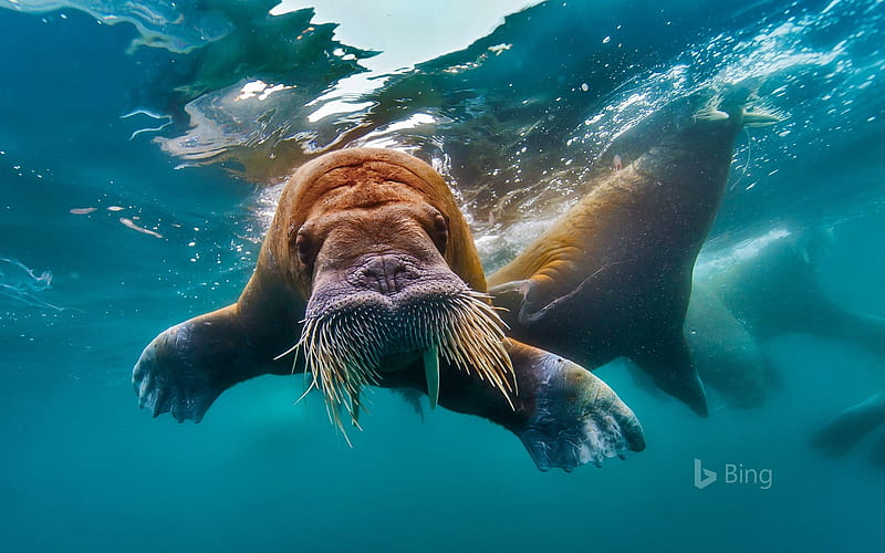 Walrus swimming in the Arctic Ocean, Walrus, The, Ocean, Swimming, Aarctic, In, HD wallpaper