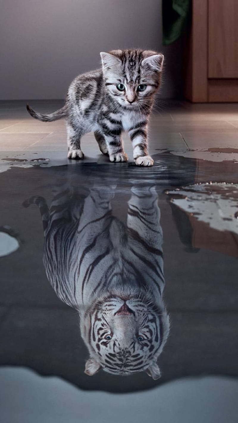 Cats, kittens, mirror, tiger, HD phone wallpaper
