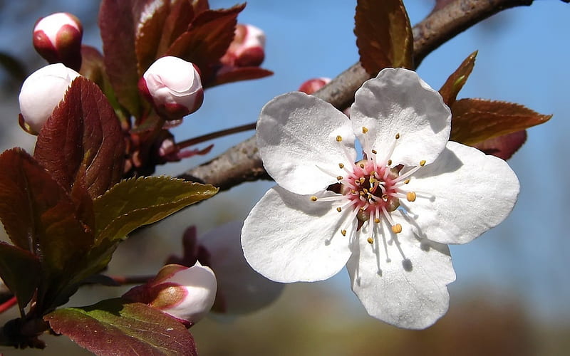 Plum Tree Blossoms, blossoms, flower, plum, tree, HD wallpaper