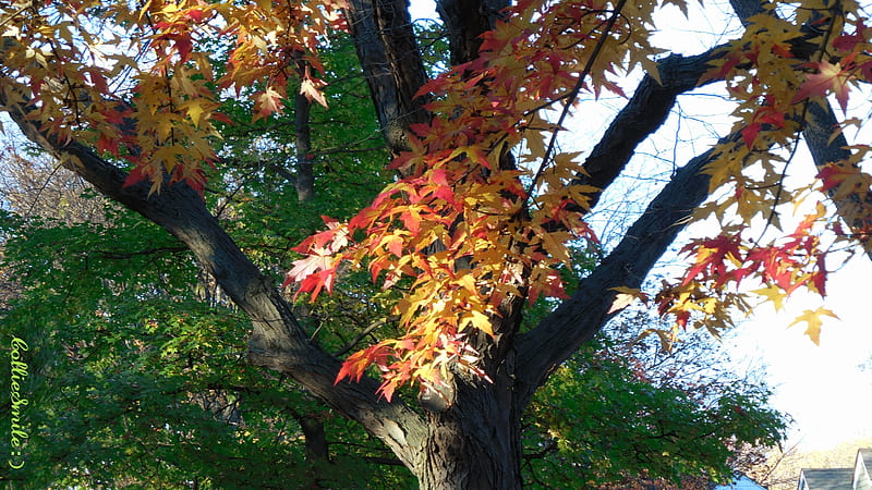 Is It Autumn Yet?, scarlet, yellow, silver maple, leaf, leaves, limbs, green, Fa11, branches, Autumn, HD wallpaper