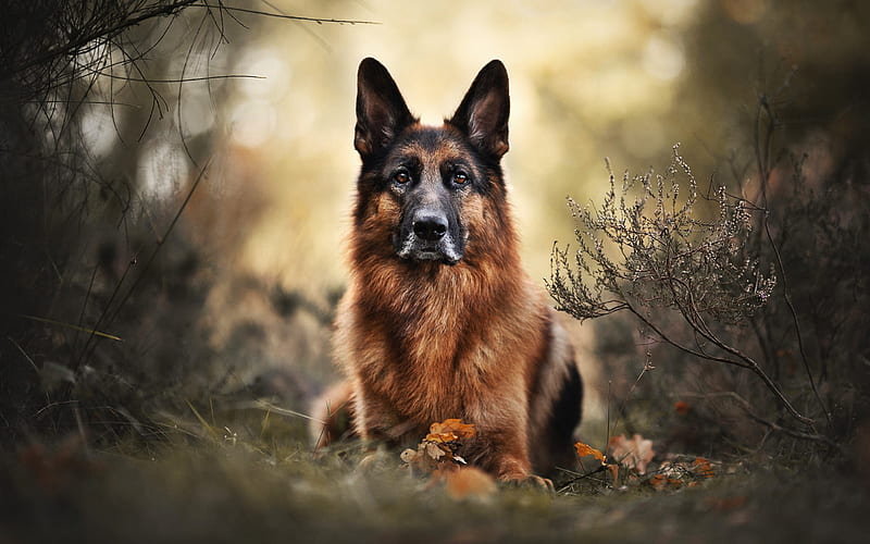 German Shepherd, forest, cute animals, autumn, pets, bokeh, big ears, dogs, German Shepherd Dog, HD wallpaper