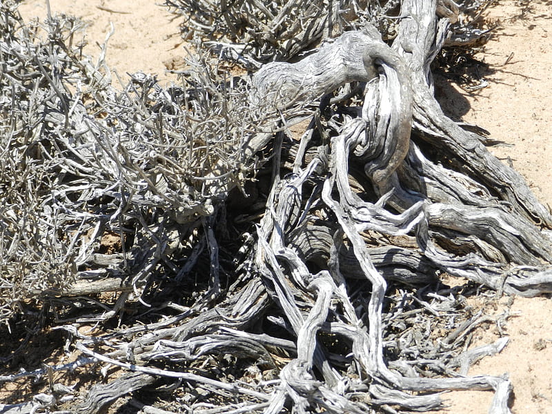 gnarled wood of a dead plant, desert plants, beauty in death, artistic formation, dead wood, HD wallpaper