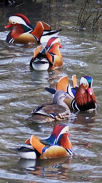 A 4K ultra HD mobile wallpaper showcasing a vibrant and exotic Mandarin  Duck, with its striking and colorful plumage, gliding serenely on a calm  lake, reflecting its beauty