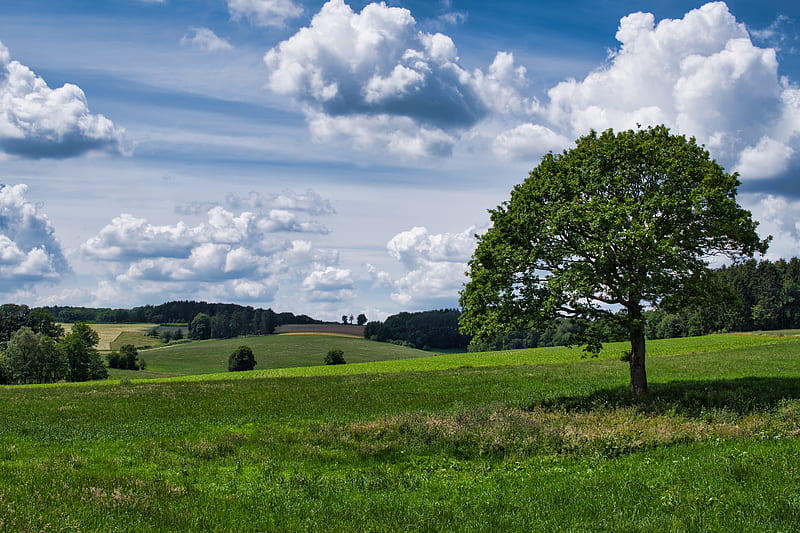 tree, grass, field, clouds, sky, HD wallpaper