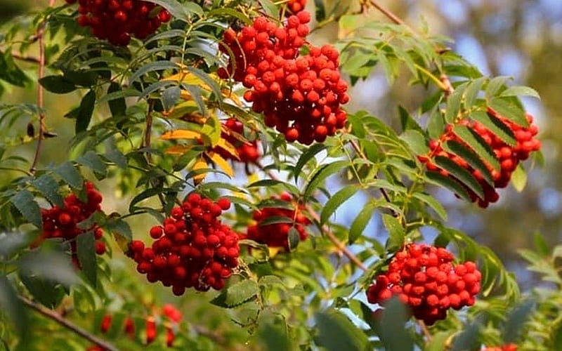 Rowan, autumn, berries, tree, HD wallpaper | Peakpx