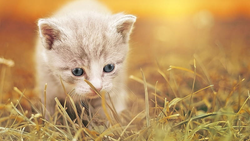 Cute White Cat Kitten Is Standing On Grass In Blur Yellow Background Cute Cat, HD wallpaper